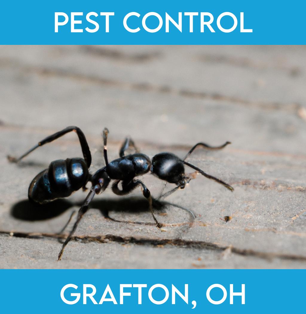 pest control in Grafton Ohio