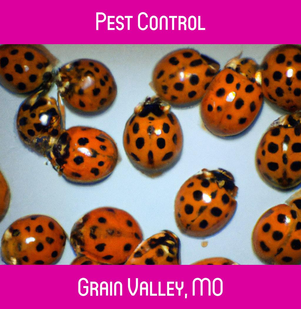 pest control in Grain Valley Missouri