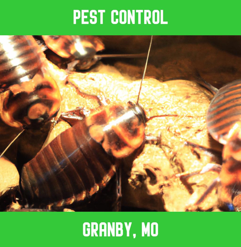 pest control in Granby Missouri