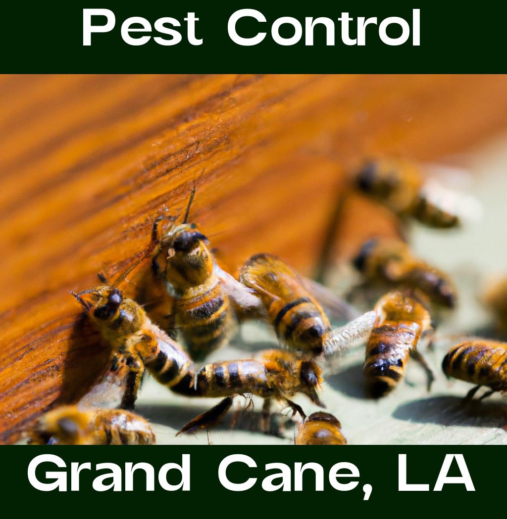 pest control in Grand Cane Louisiana