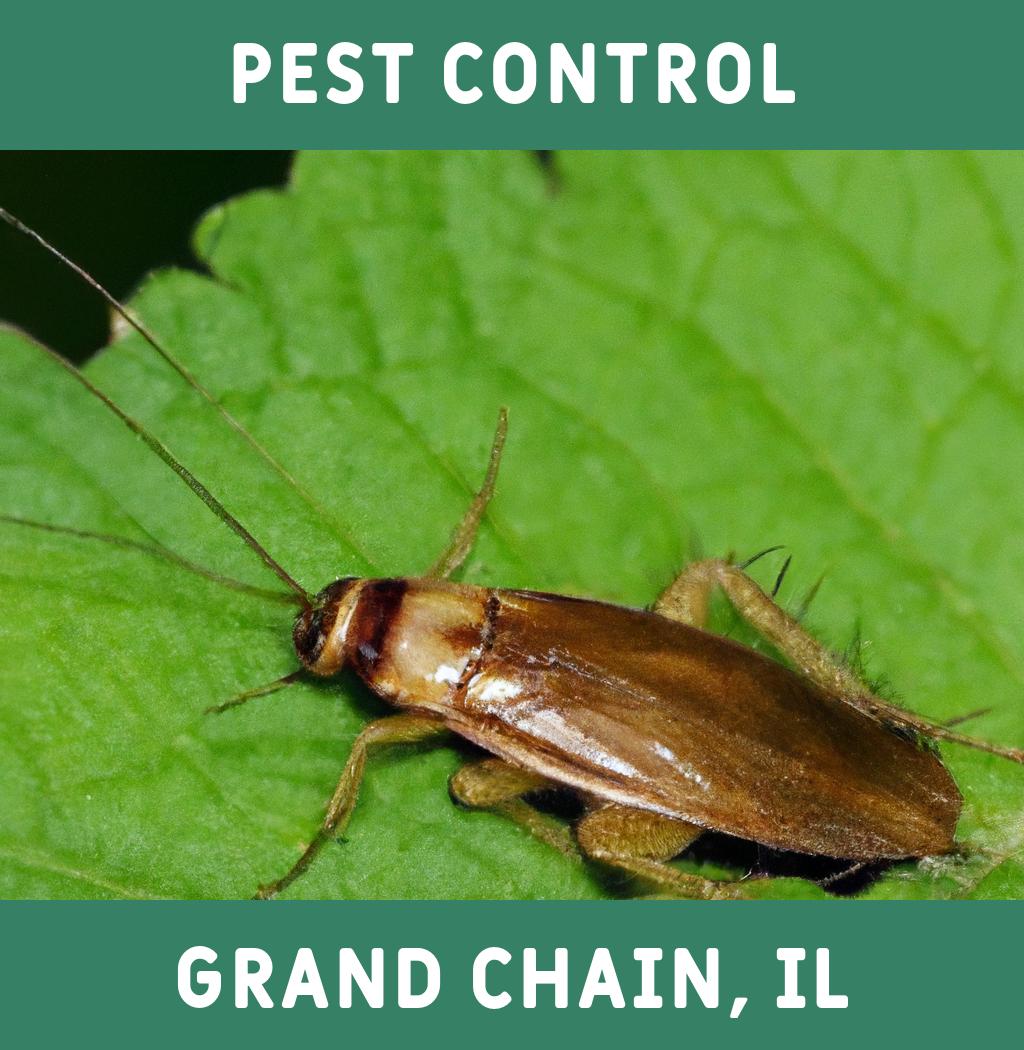 pest control in Grand Chain Illinois