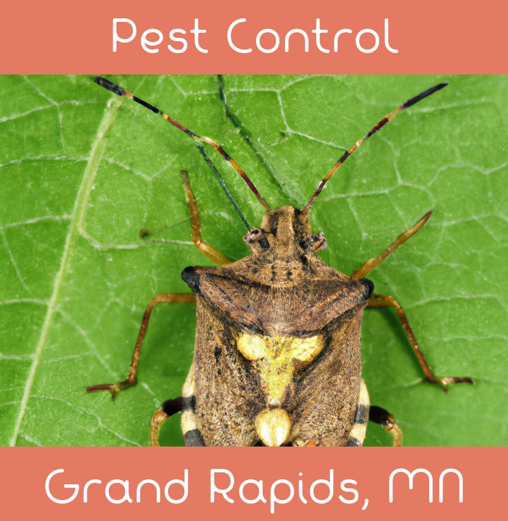 pest control in Grand Rapids Minnesota