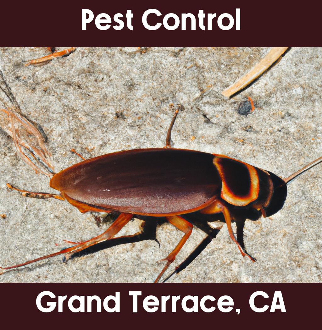 pest control in Grand Terrace California