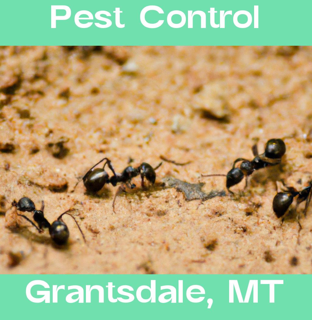 pest control in Grantsdale Montana