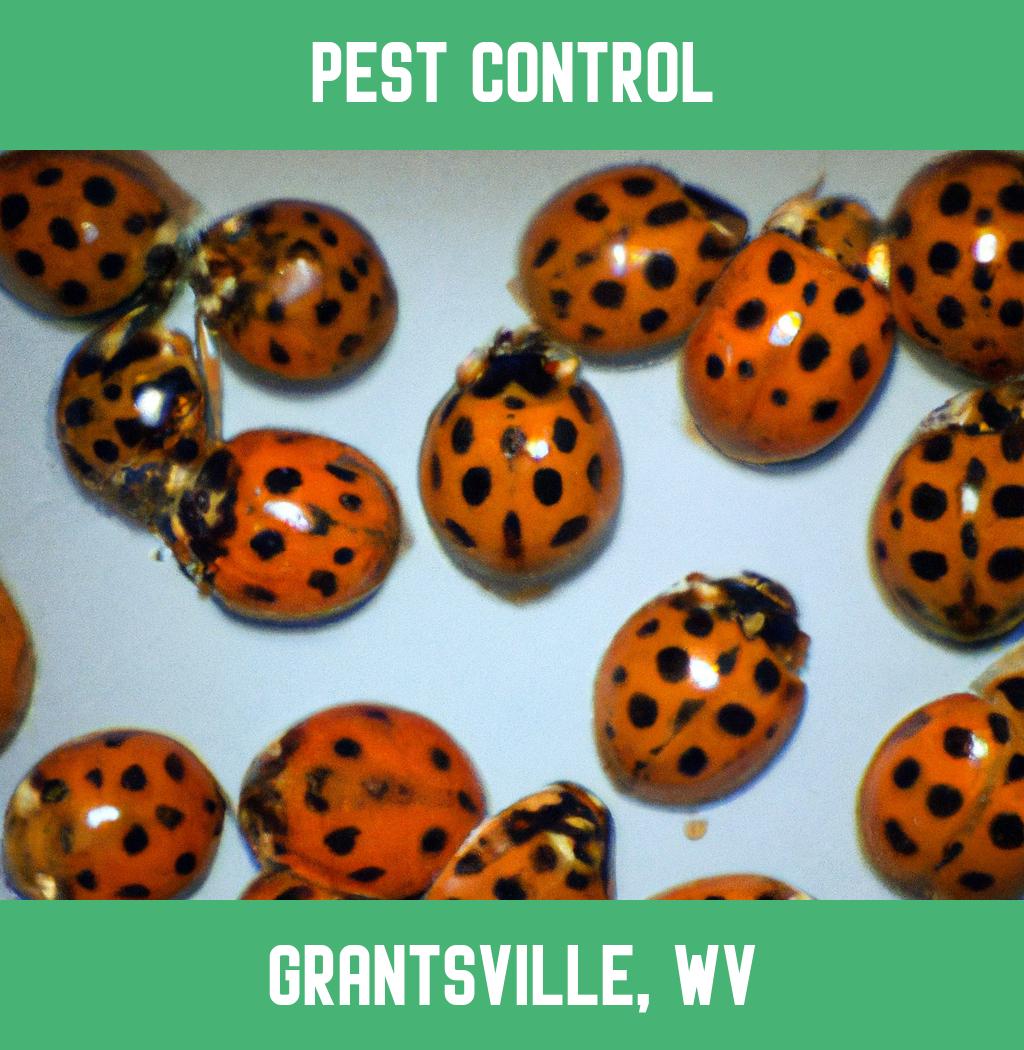 pest control in Grantsville West Virginia