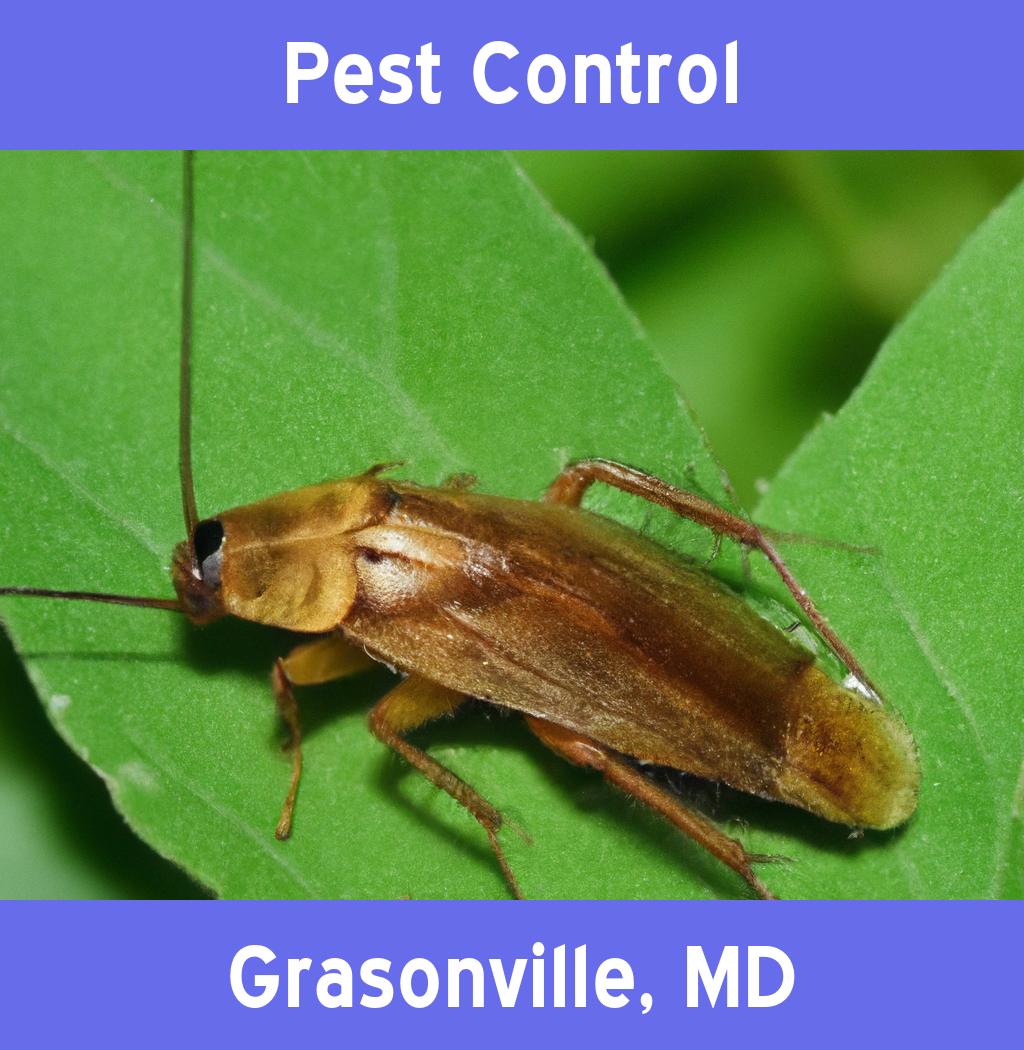 pest control in Grasonville Maryland