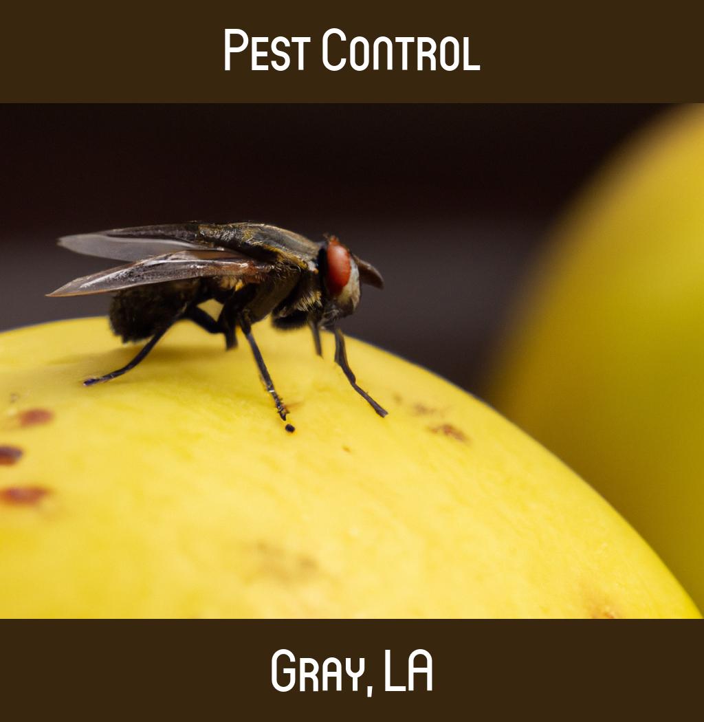 pest control in Gray Louisiana