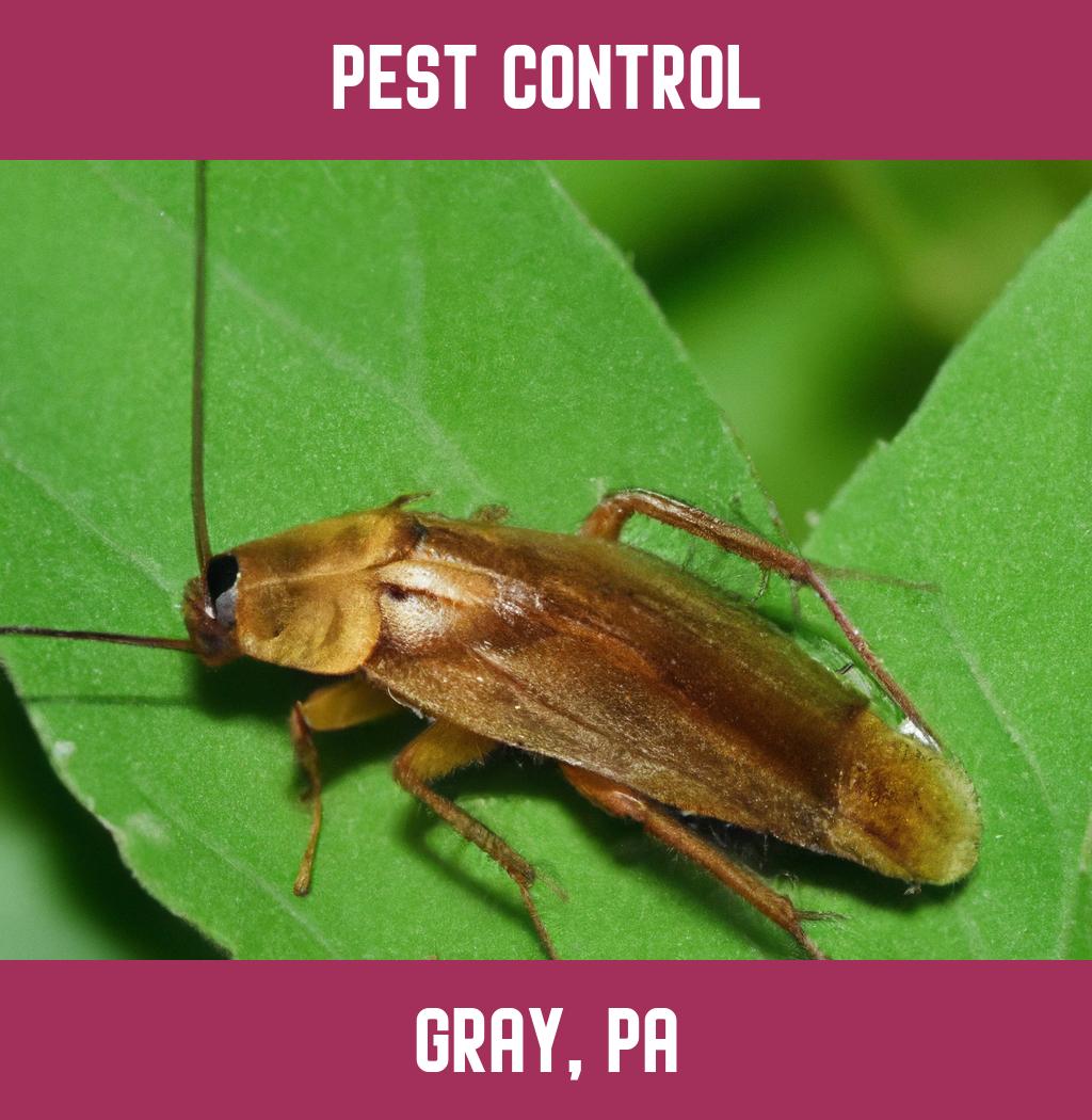 pest control in Gray Pennsylvania