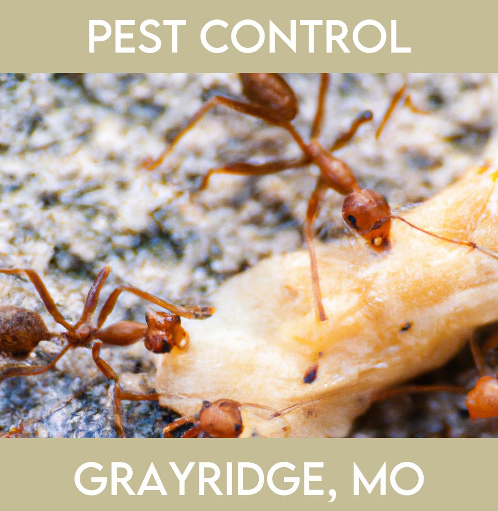pest control in Grayridge Missouri