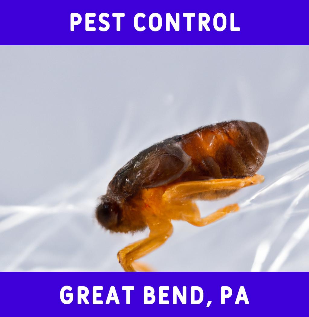 pest control in Great Bend Pennsylvania