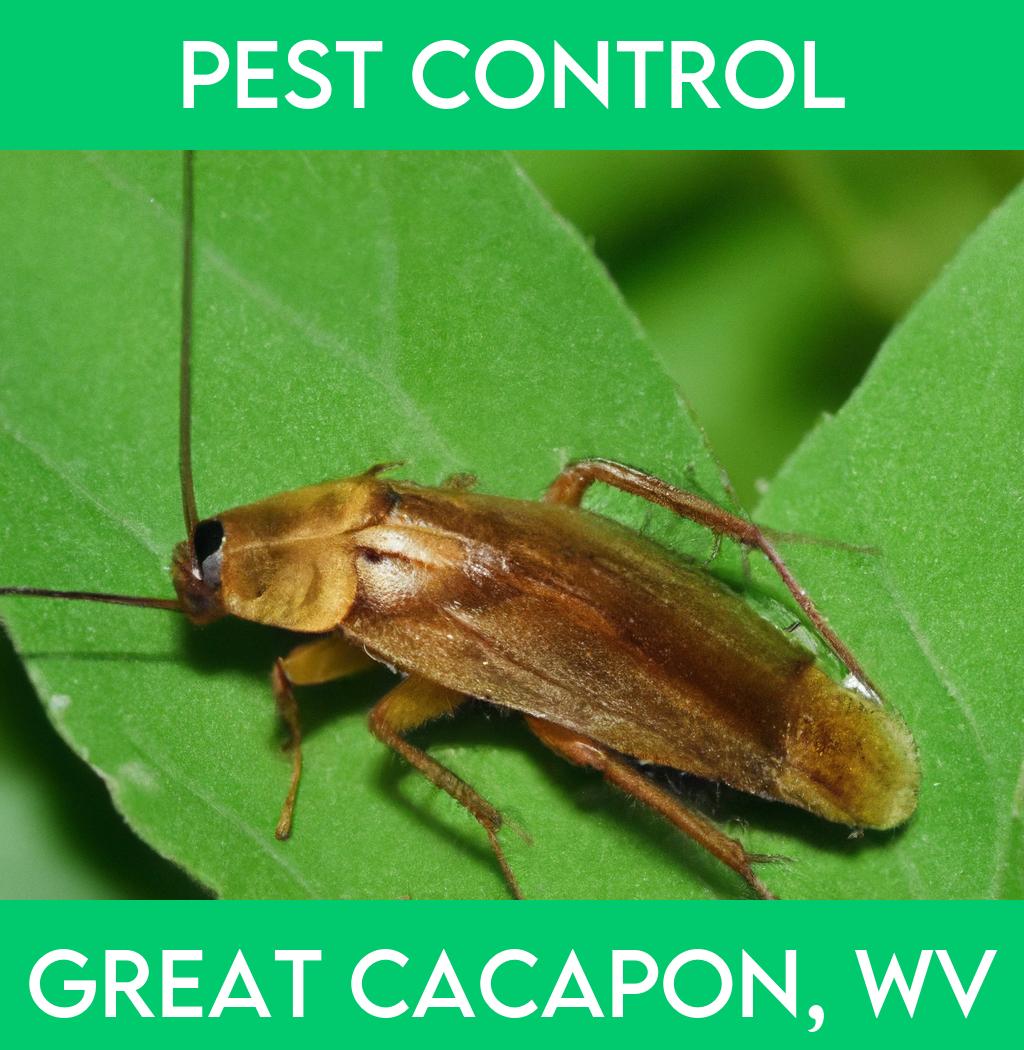 pest control in Great Cacapon West Virginia