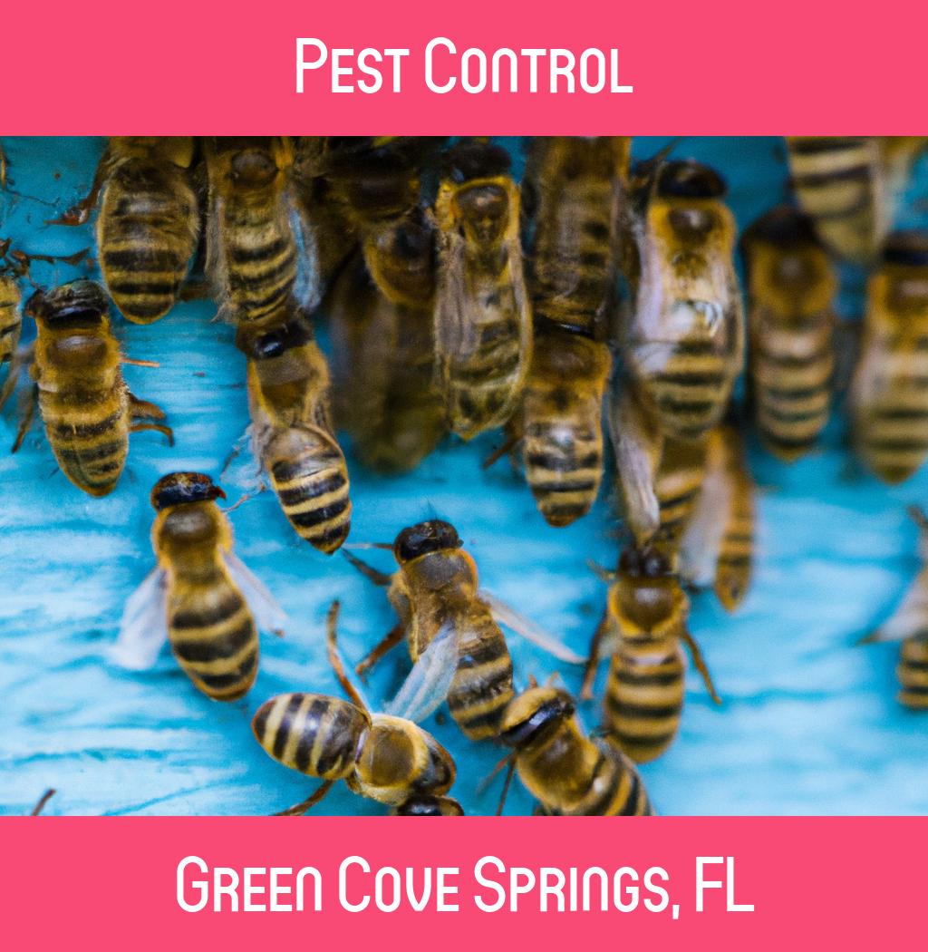 pest control in Green Cove Springs Florida