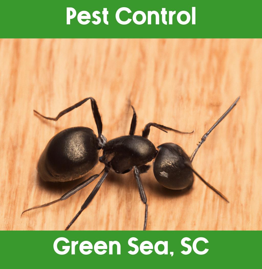 pest control in Green Sea South Carolina