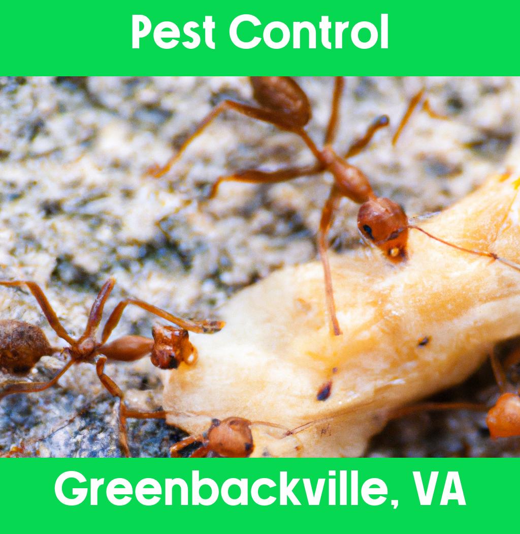 pest control in Greenbackville Virginia