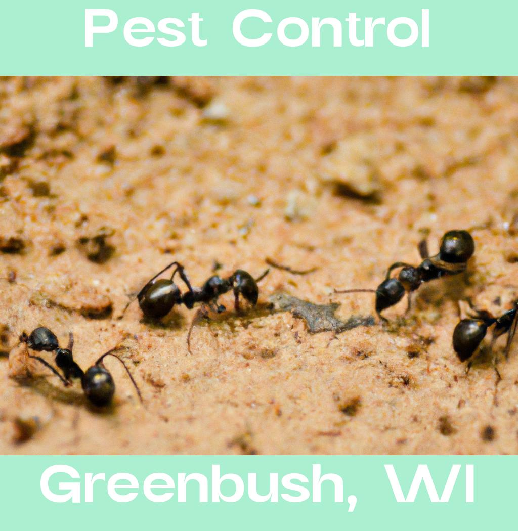 pest control in Greenbush Wisconsin