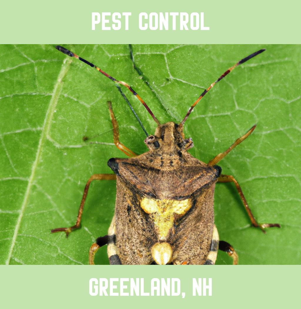 pest control in Greenland New Hampshire