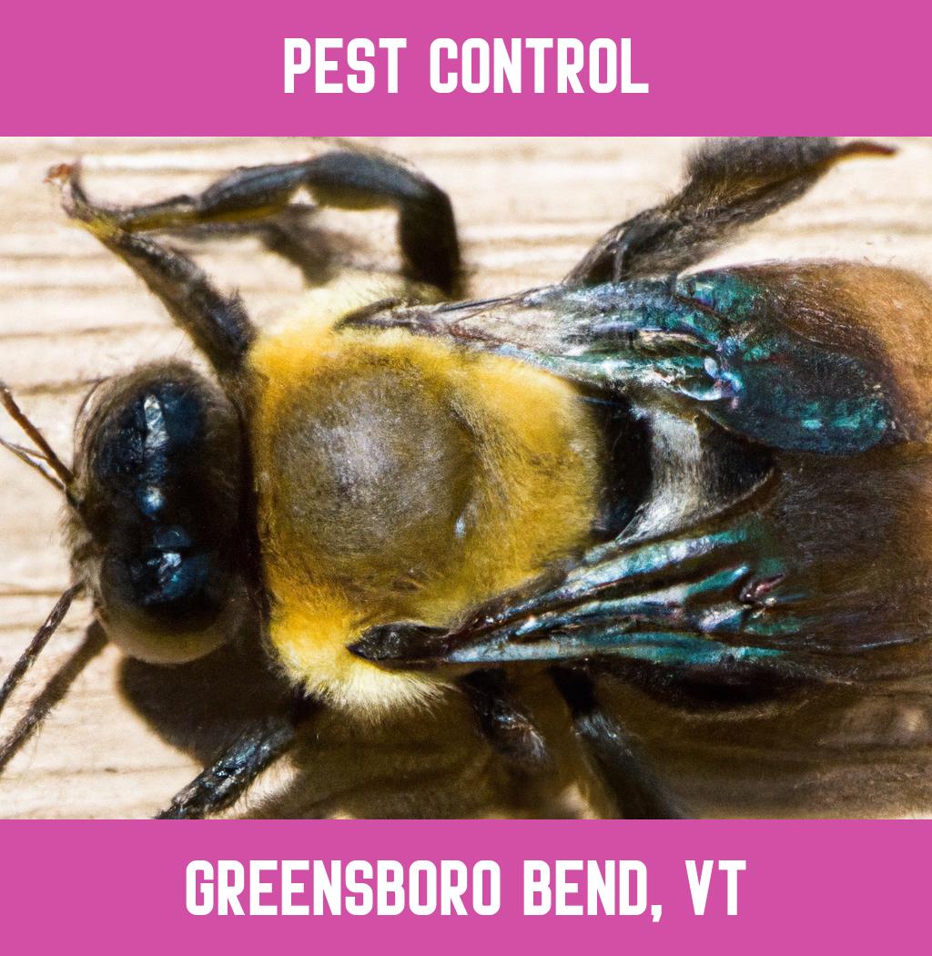 pest control in Greensboro Bend Vermont