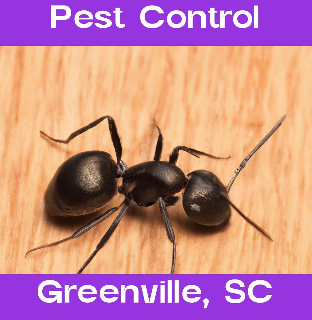 pest control in Greenville South Carolina