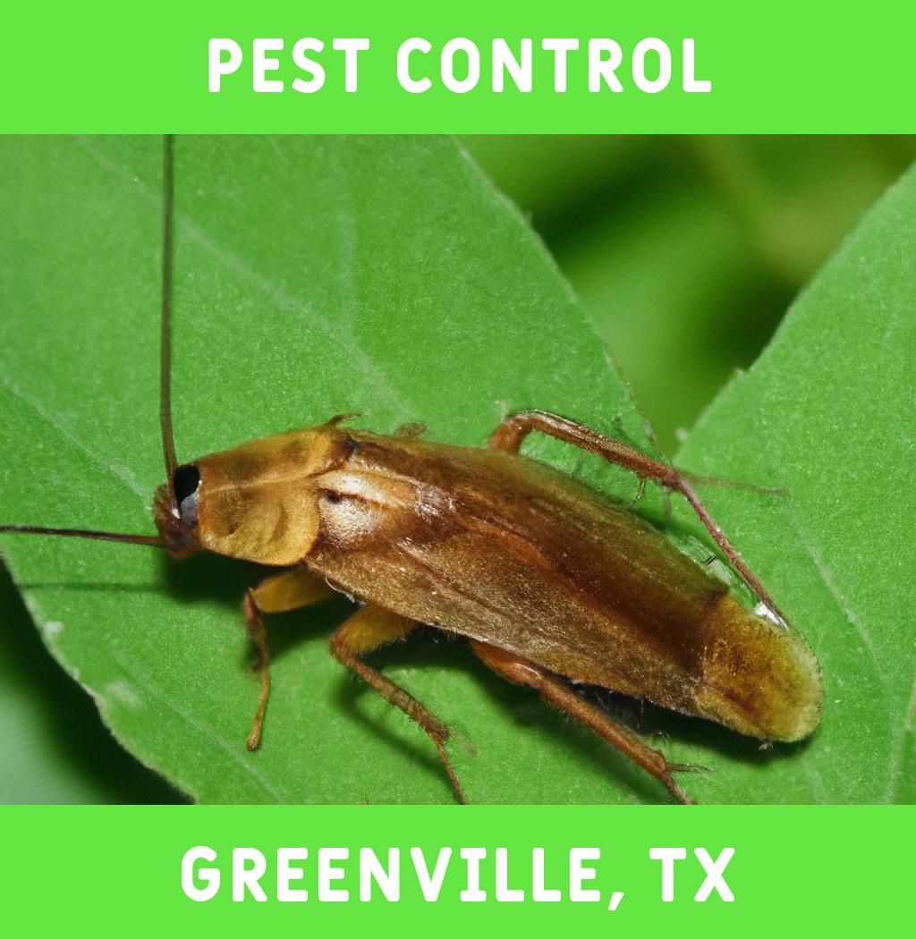 pest control in Greenville Texas