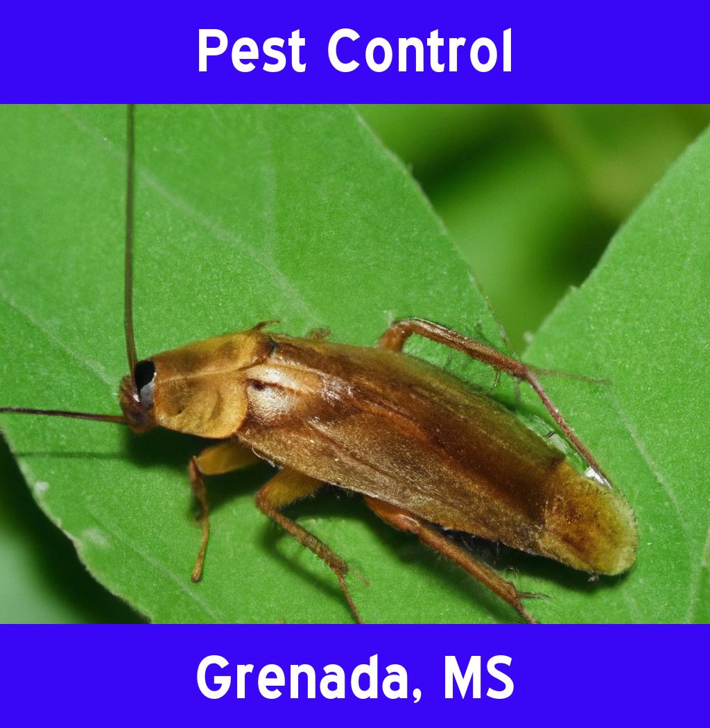 pest control in Grenada Mississippi