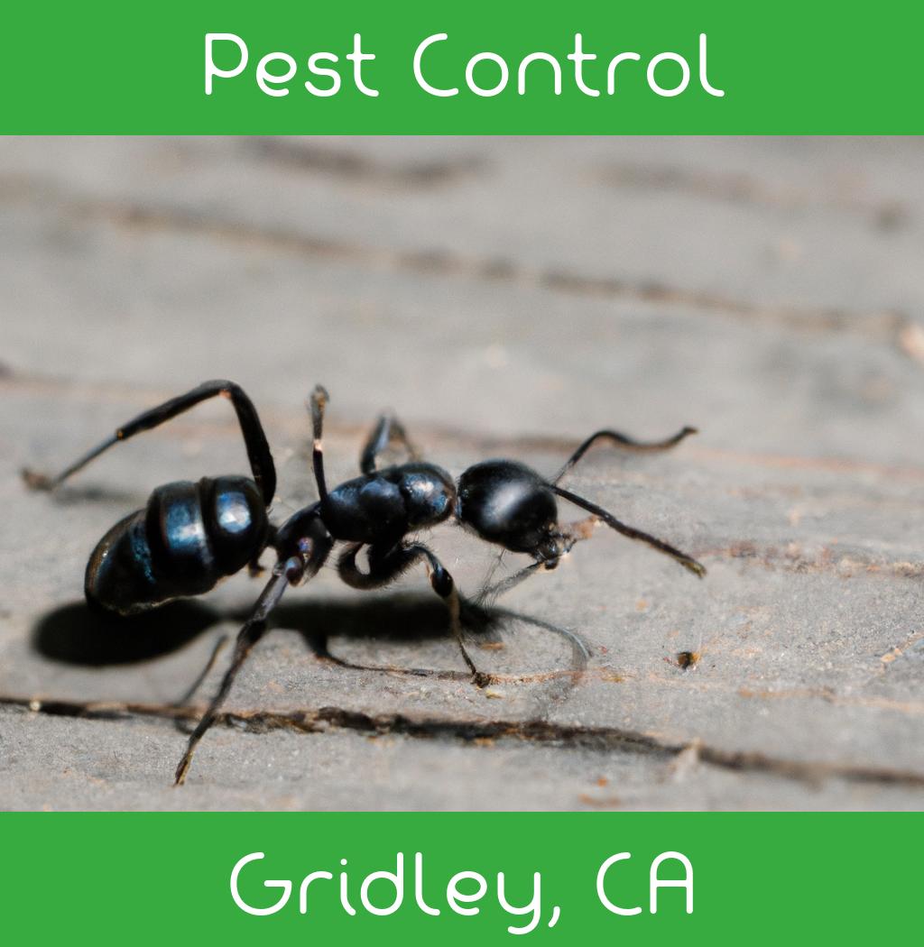 pest control in Gridley California