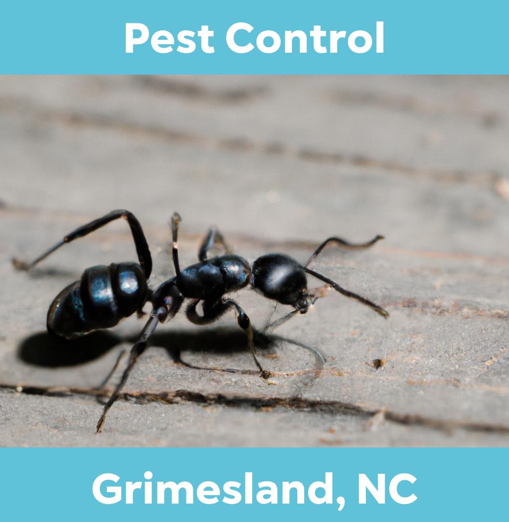 pest control in Grimesland North Carolina