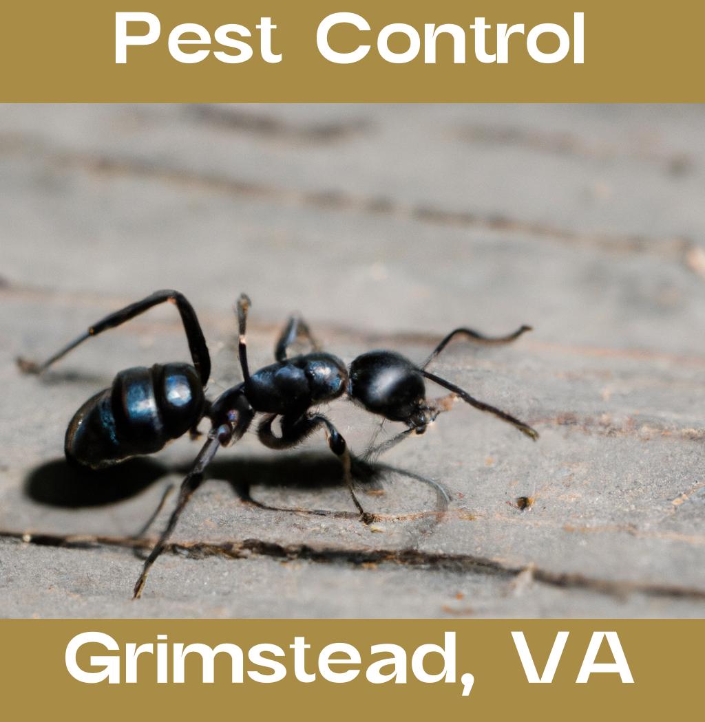 pest control in Grimstead Virginia