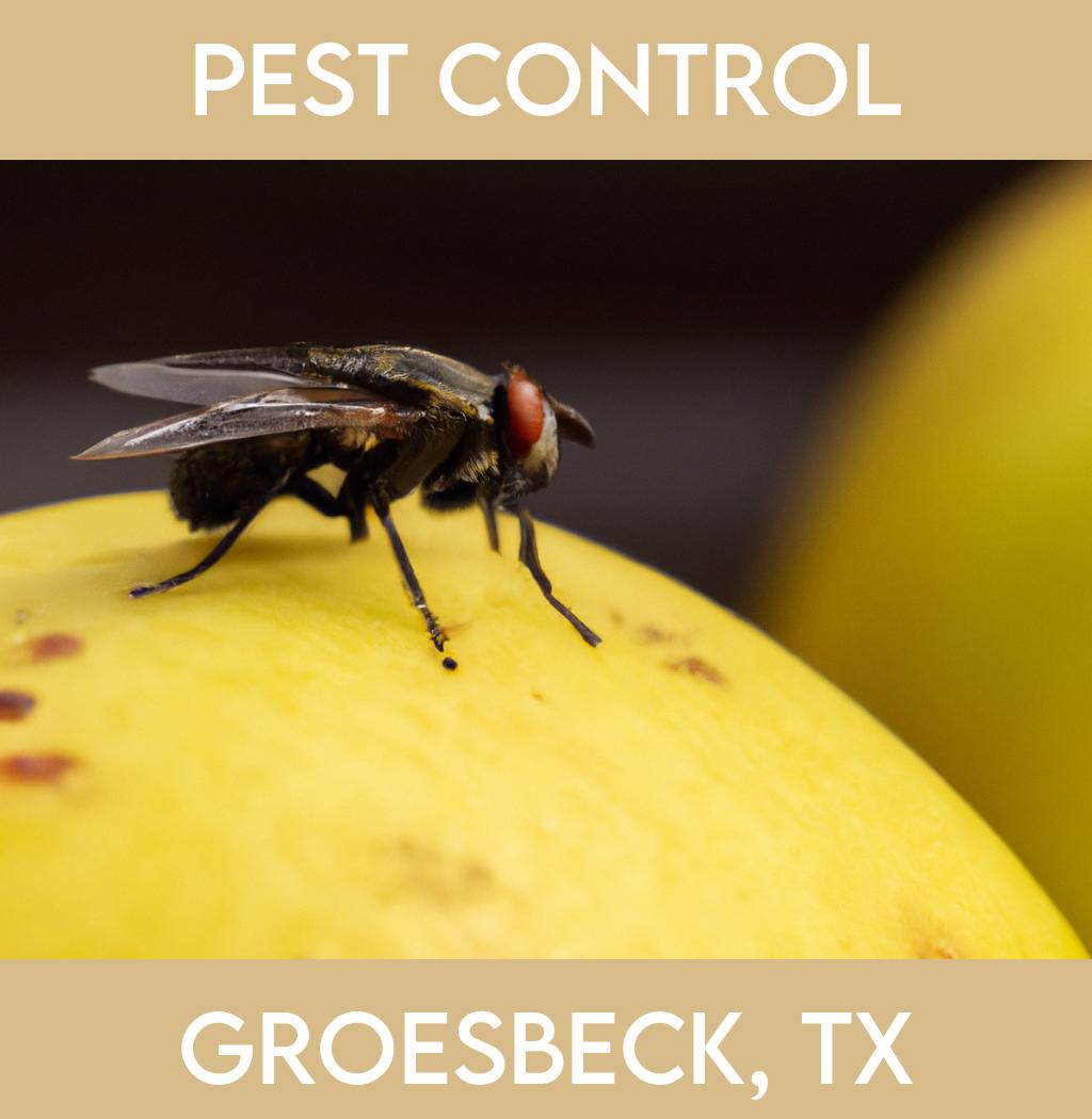 pest control in Groesbeck Texas