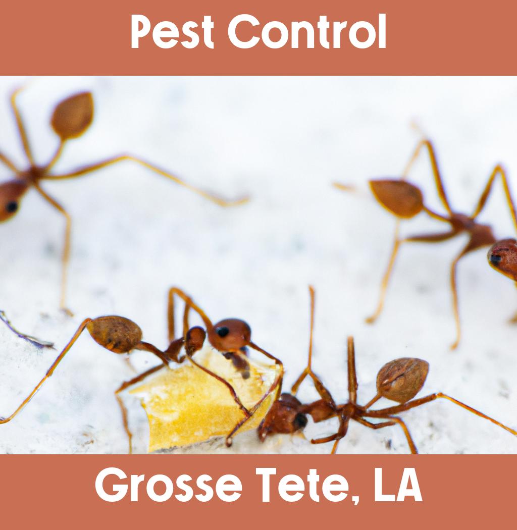 pest control in Grosse Tete Louisiana