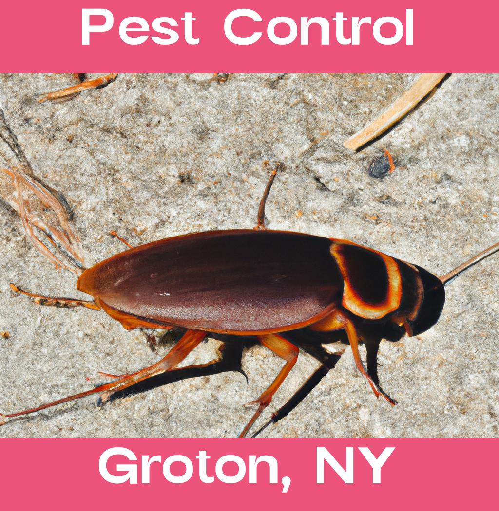 pest control in Groton New York