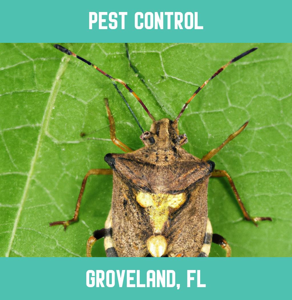 pest control in Groveland Florida