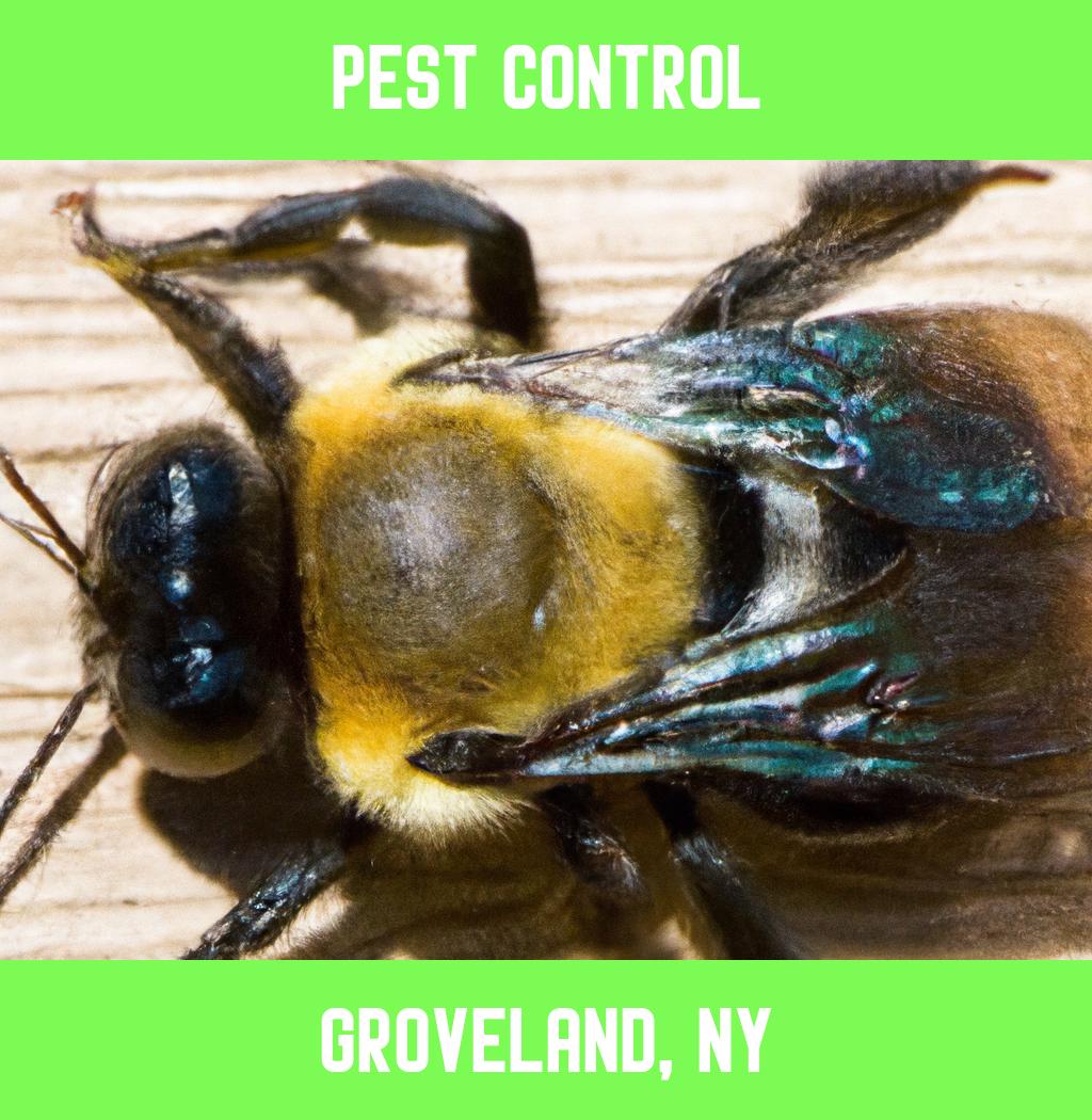 pest control in Groveland New York