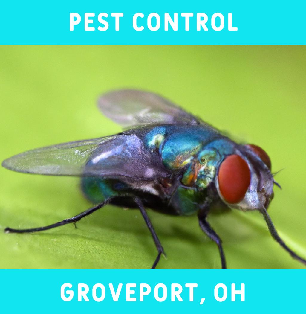 pest control in Groveport Ohio