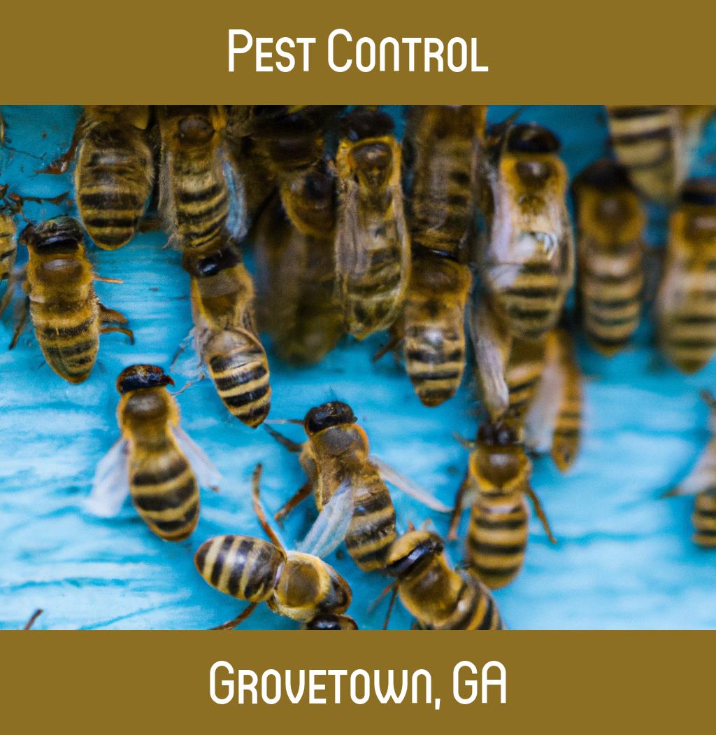 pest control in Grovetown Georgia