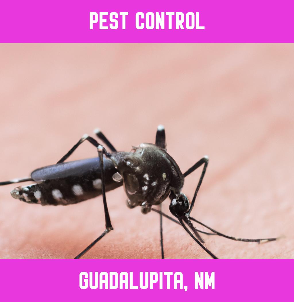 pest control in Guadalupita New Mexico
