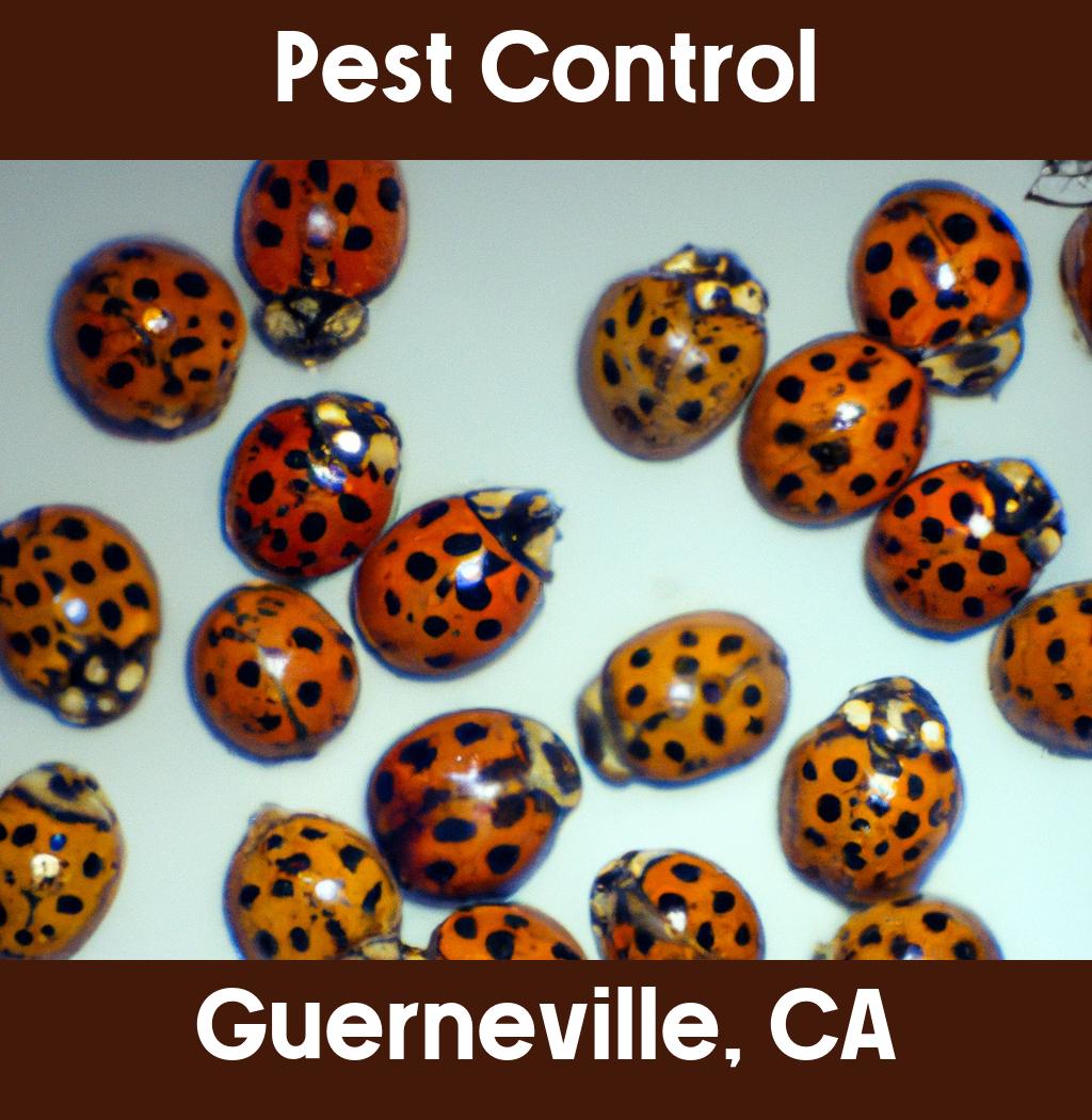 pest control in Guerneville California