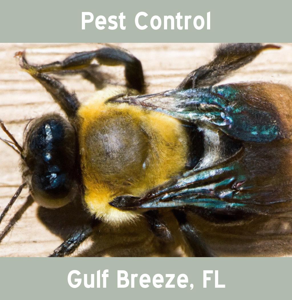 pest control in Gulf Breeze Florida