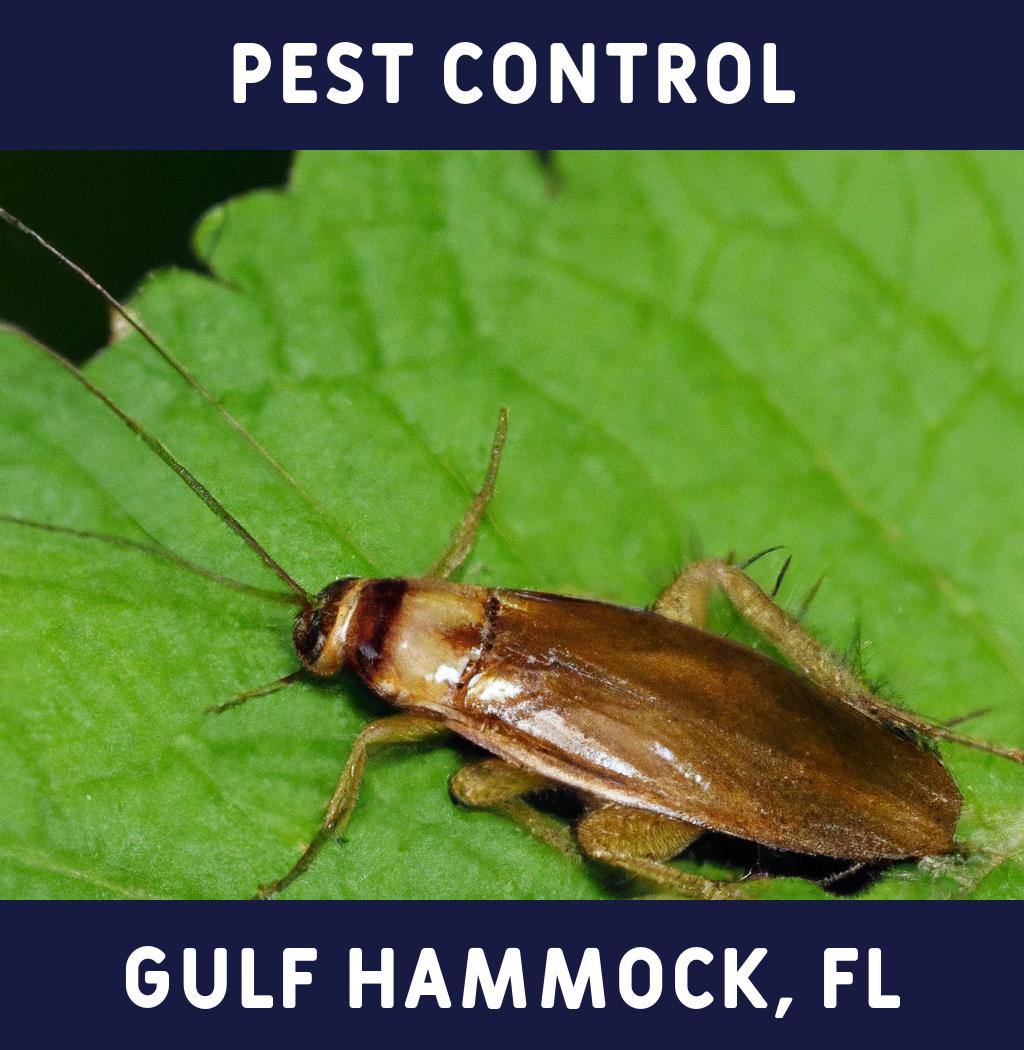 pest control in Gulf Hammock Florida