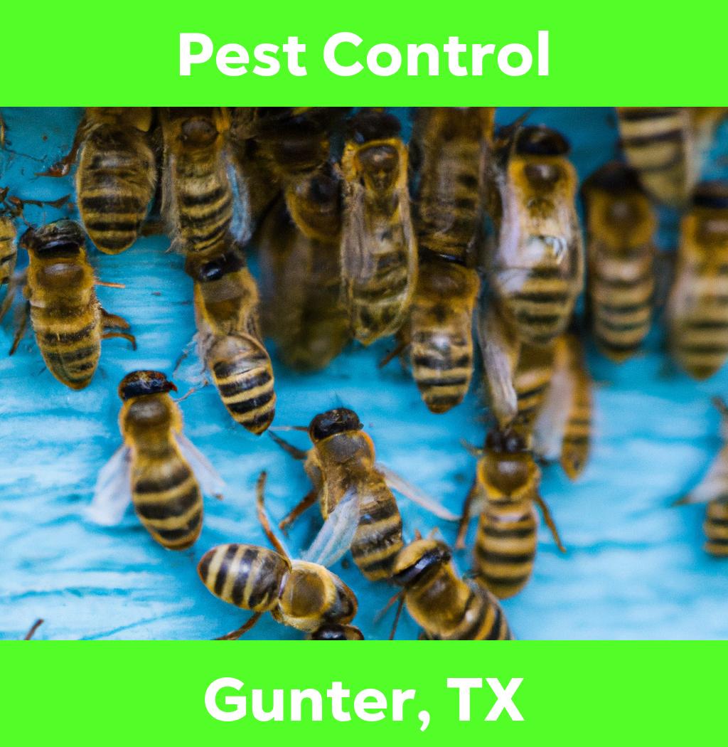 pest control in Gunter Texas