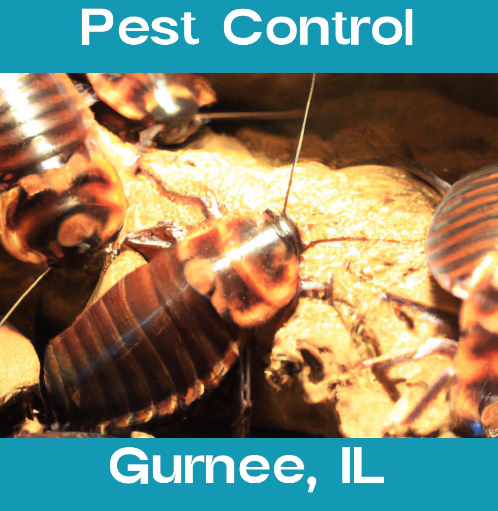 pest control in Gurnee Illinois