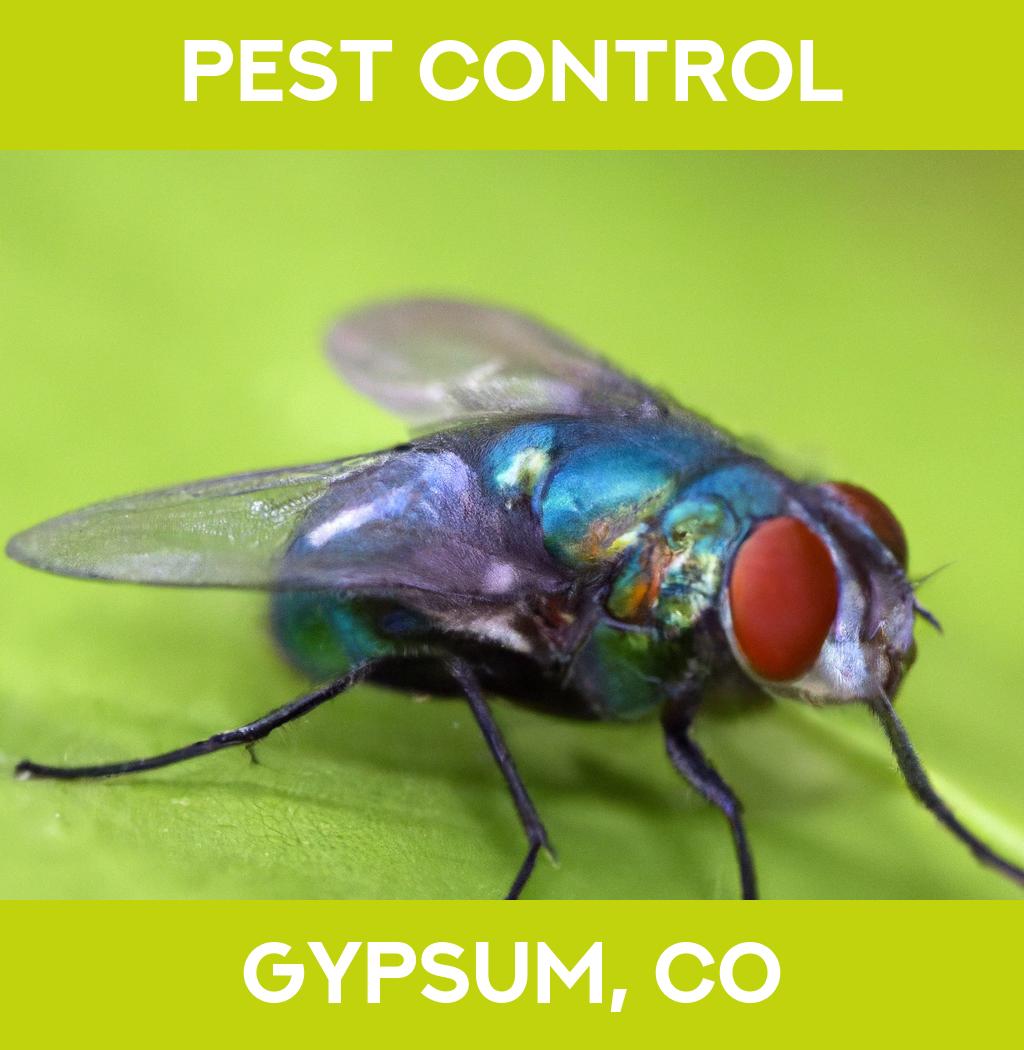 pest control in Gypsum Colorado