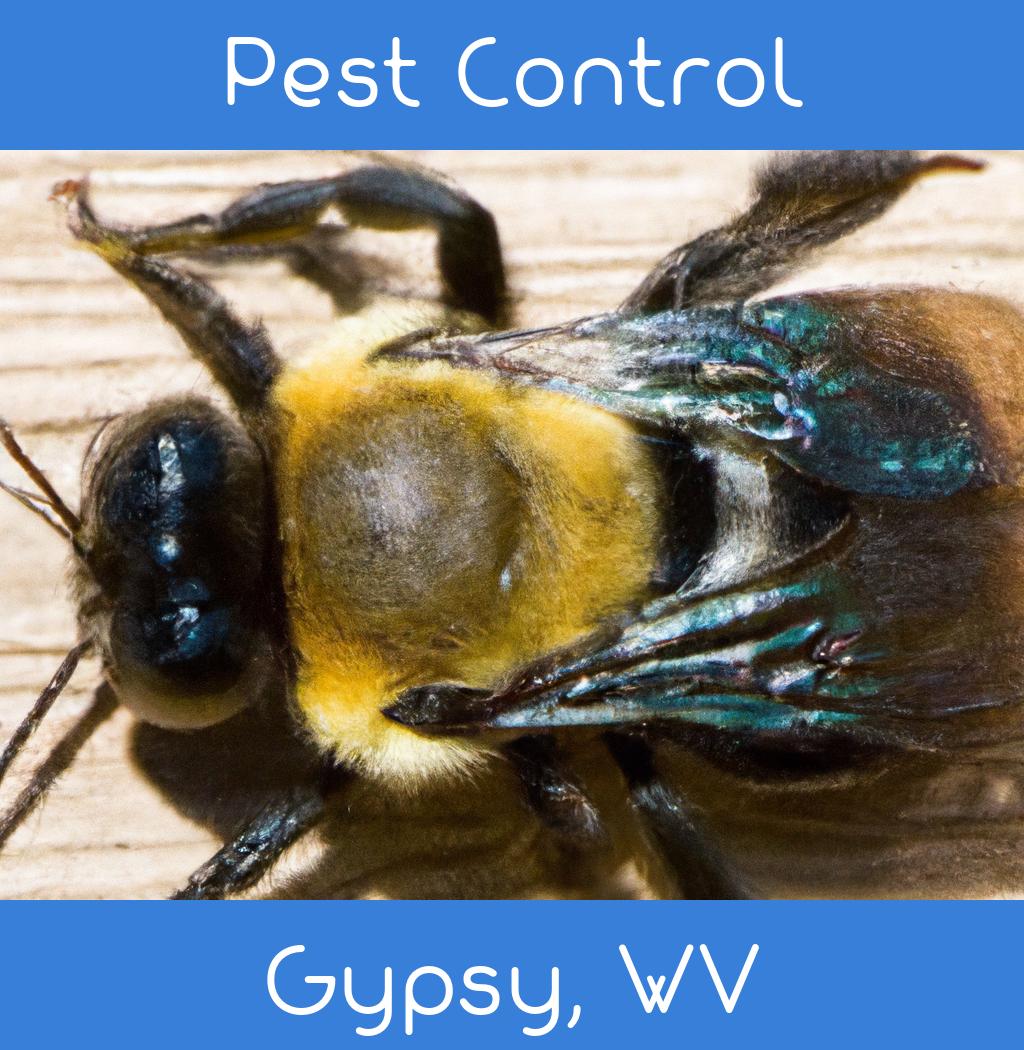 pest control in Gypsy West Virginia