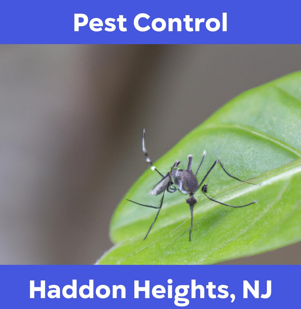 pest control in Haddon Heights New Jersey