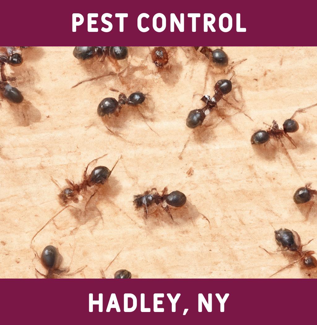 pest control in Hadley New York