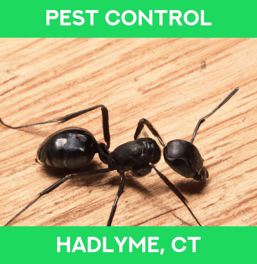 pest control in Hadlyme Connecticut