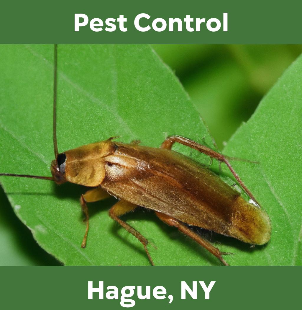 pest control in Hague New York