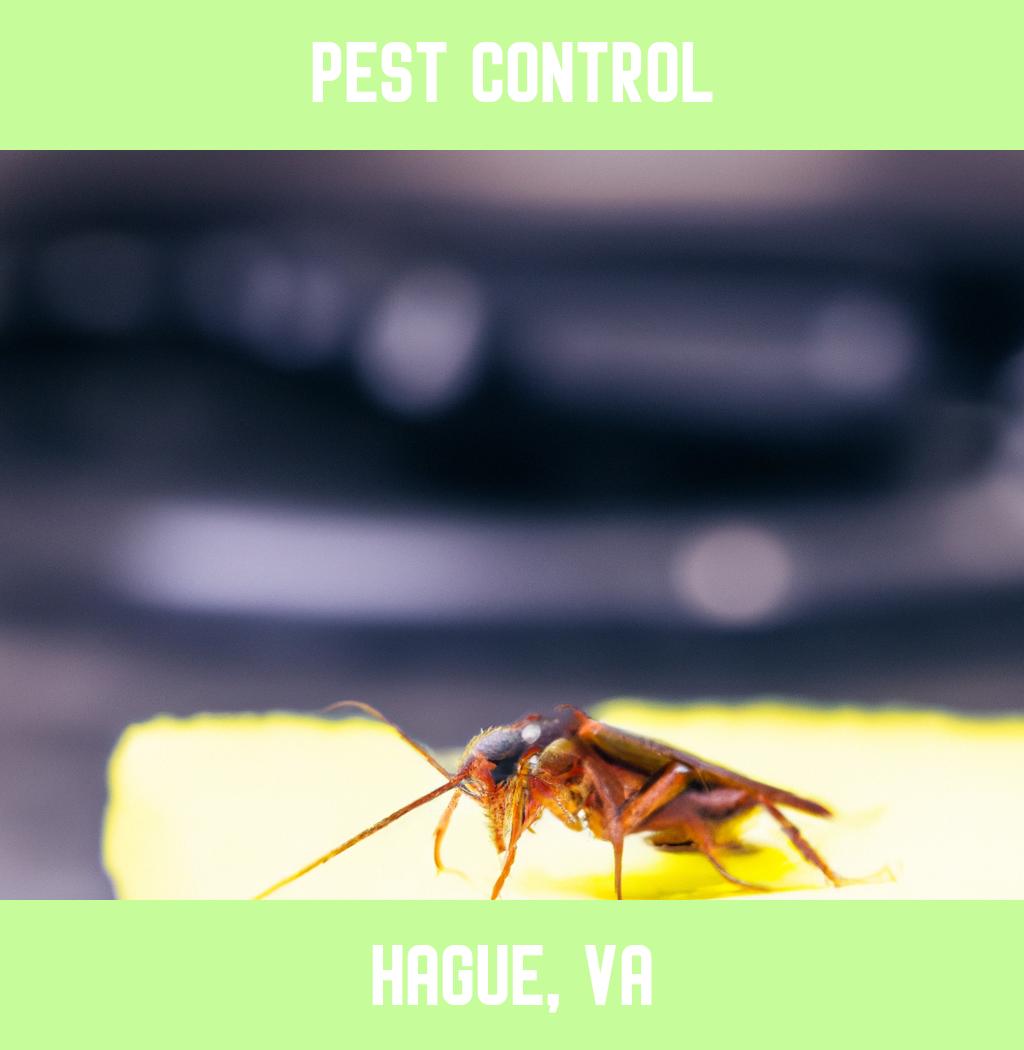pest control in Hague Virginia