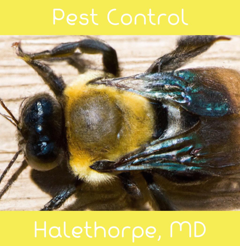 pest control in Halethorpe Maryland