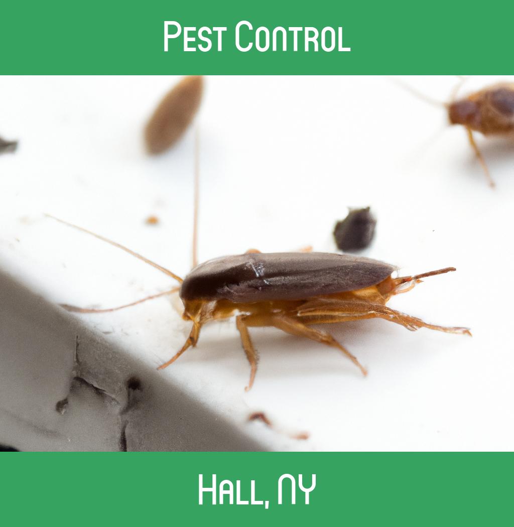 pest control in Hall New York