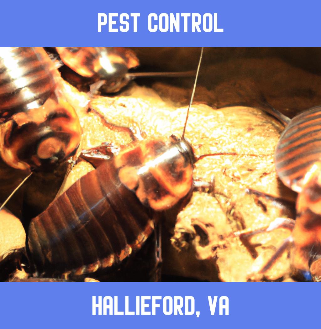 pest control in Hallieford Virginia